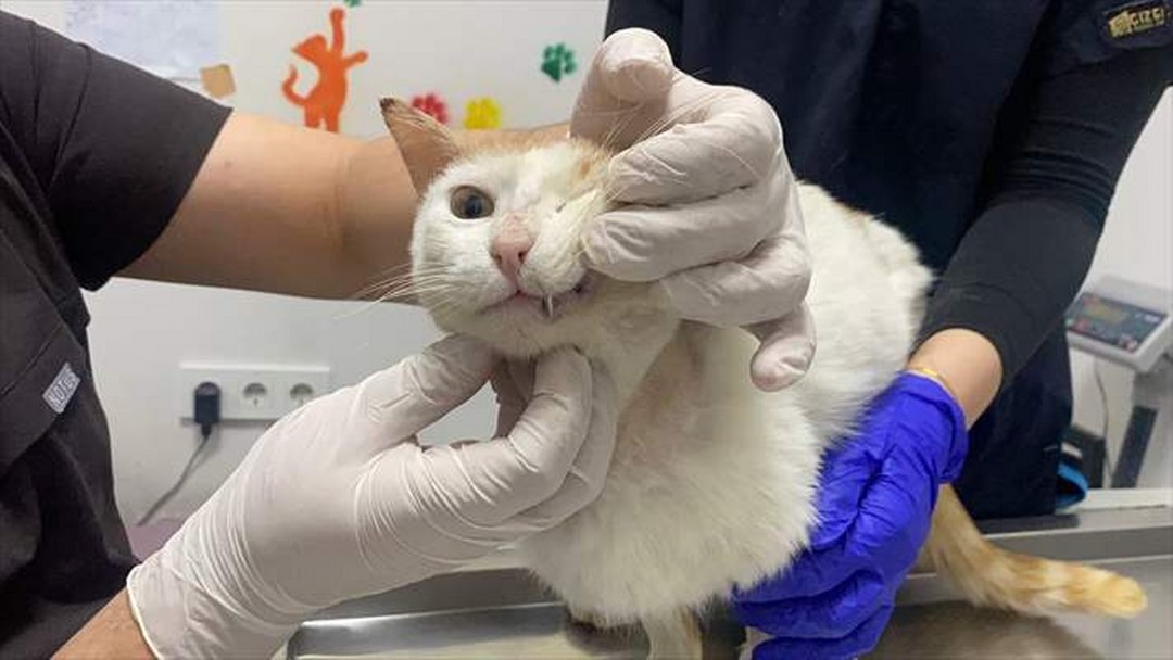 Zonguldak’ta beslenmekte zorlanan yaralı kediye metal diş kaplaması yapıldı