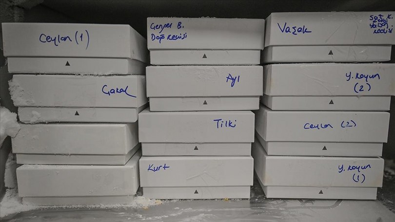 Yaban hayvanlarına ait DNA örnekleri bilimsel araştırmalar için saklanıyor