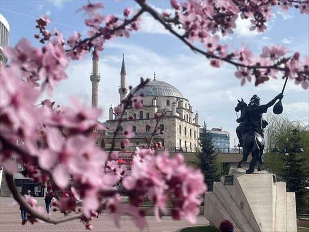 Bolu kent merkezinde meyve ağaçları çiçek açtı