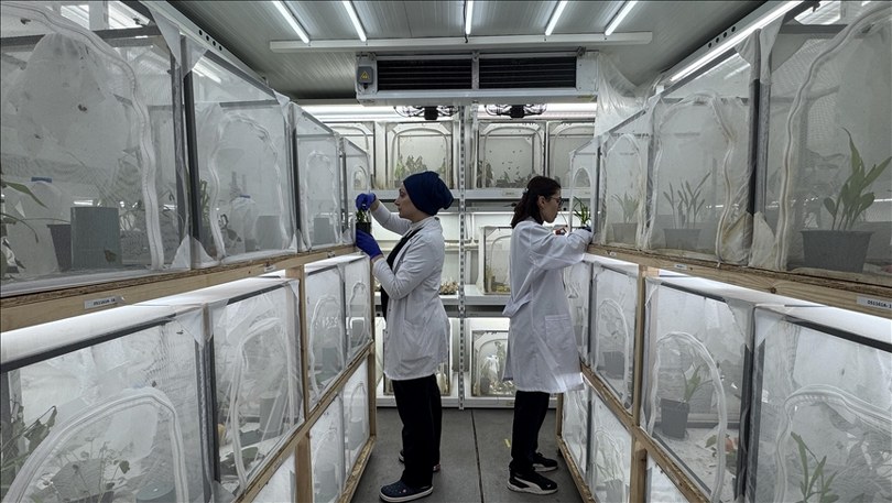 Samsun’daki laboratuvarda bu yıl 750 bin samuray arısı üretiliyor