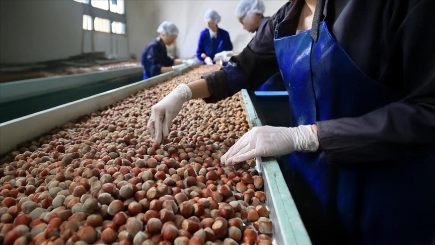 Türkiye’nin fındık ihracatının yüzde 34’ü Trabzon’dan yapıldı