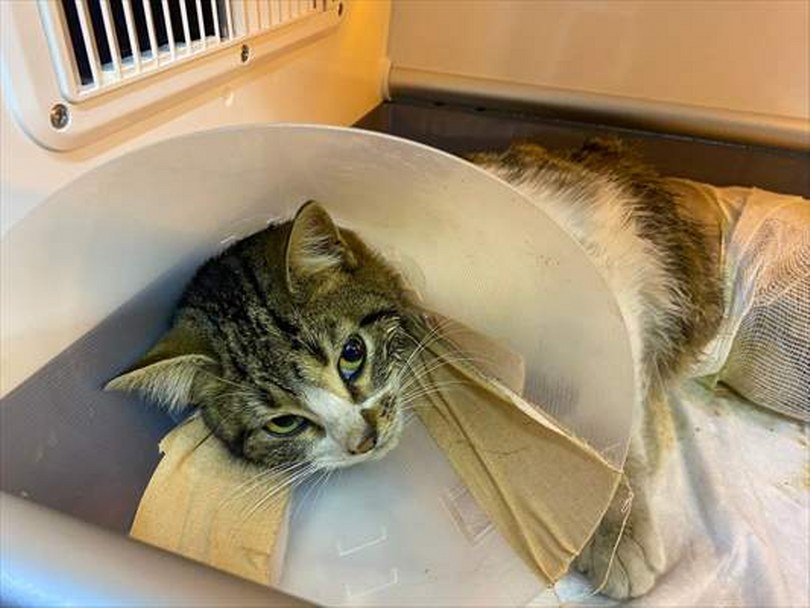 Zonguldak’ta yaralı bulunan kedi tedavisini üstlenen hayvansever sayesinde hayata tutundu