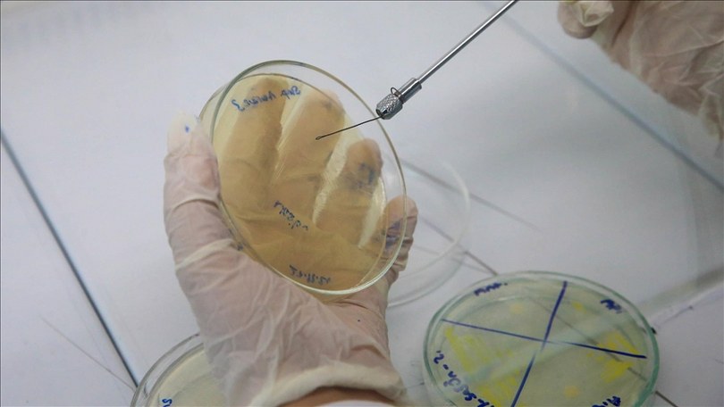 Erkek arı larvasının bakteriler üzerinde antibiyotik etkisi gösterdiği belirlendi