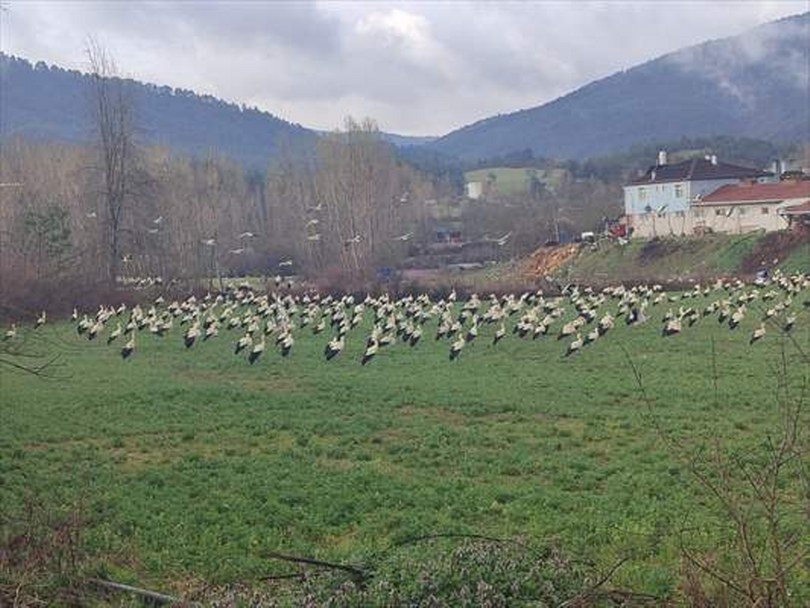 Sıcak bölgelere göç eden leylekler Bolu’da mola verdi