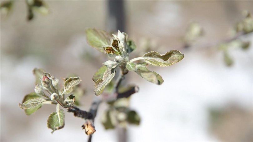 Zirai don, Niğde’deki elma üreticilerini üzdü