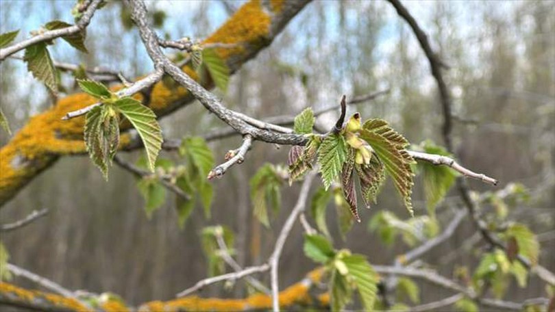 Bolu’da fındığın kuraklığa dayanıklılığı belirlenerek üretimde süreklilik hedefleniyor