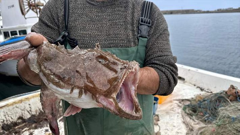 Karadeniz’de nadir görülen fener ve kırlangıç balığı ağlara takıldı