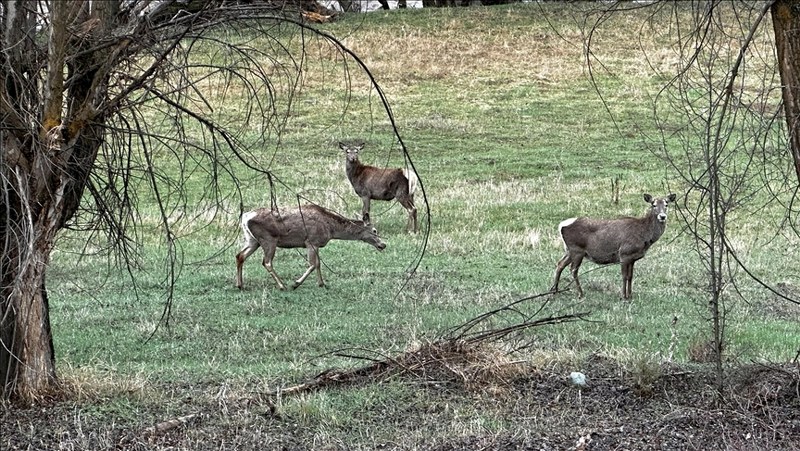 Giresun’da sürü halindeki kızıl geyikler görüntülendi