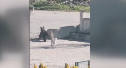 Çankırı’da kış uykusundan uyanan ayı köye indi
