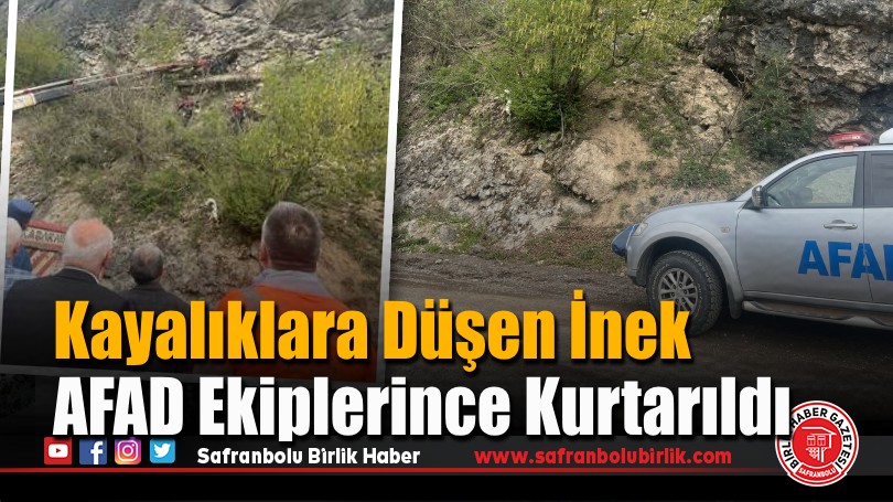 Kayalıklara Düşen İnek AFAD Ekiplerince Kurtarıldı