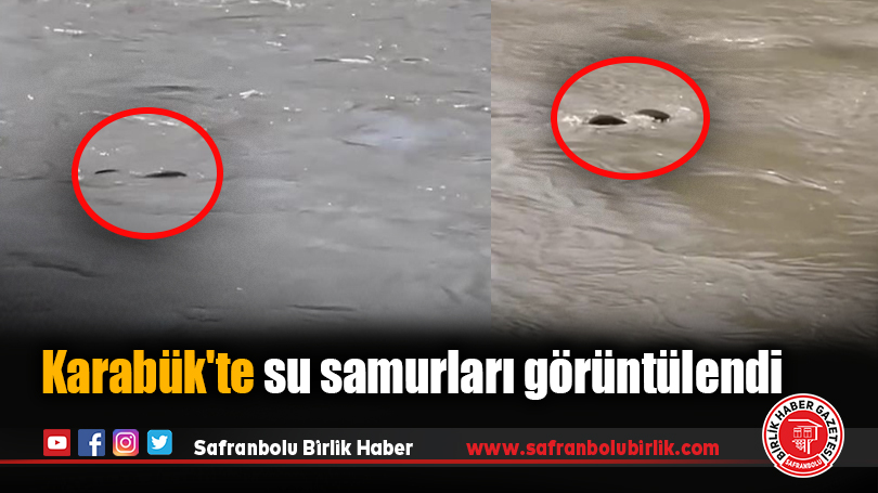 Karabük’te su samurları görüntülendi