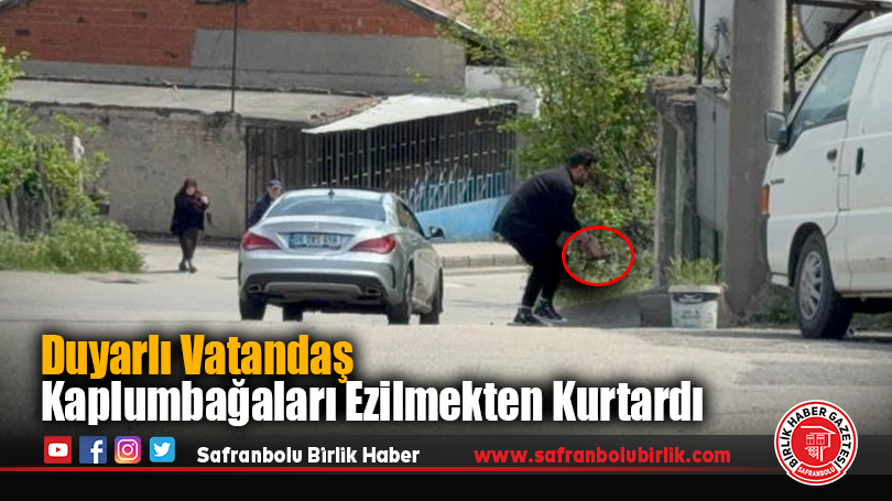 Duyarlı Vatandaş Kaplumbağaları Ezilmekten Kurtardı