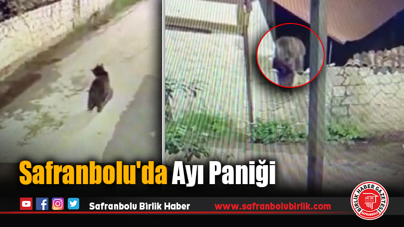 Safranbolu’da Ayı Paniği