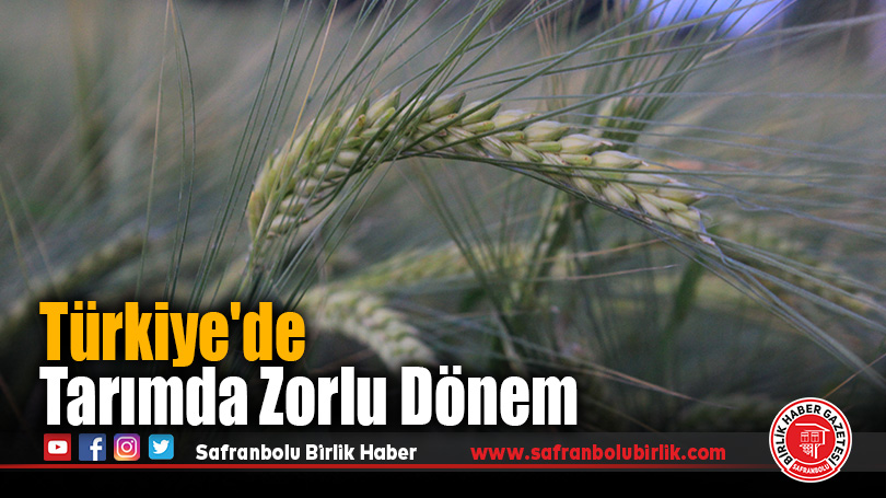 Tarımda Zorlu Dönem: Hububat Üreticilerini Don, Kuraklık ve Fareler Zorluyor