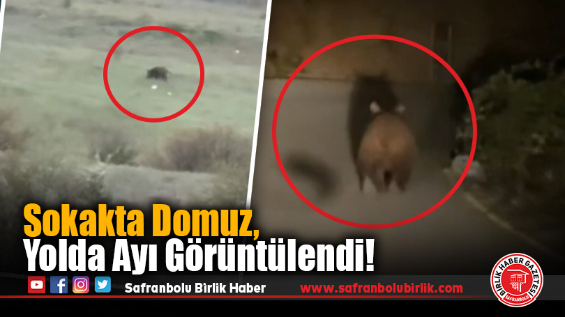 Karabük’te Doğanın İçinden Sürpriz Görüntüler: Domuz ve Ayı Kamerada
