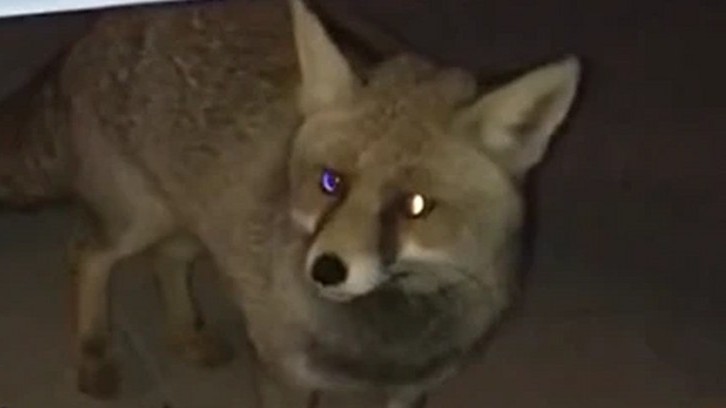 Çankırı’da şehir merkezine inen tilki cep telefonuyla görüntülendi