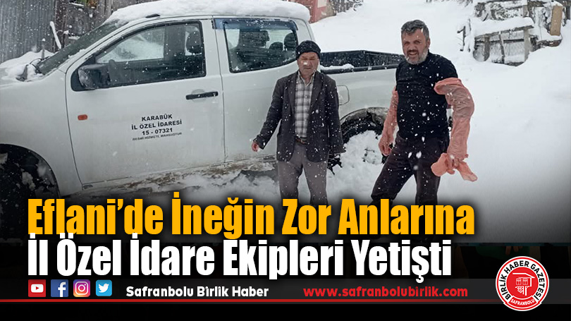 Eflani’de İneğin Zor Anlarına Ekipler Yetişti