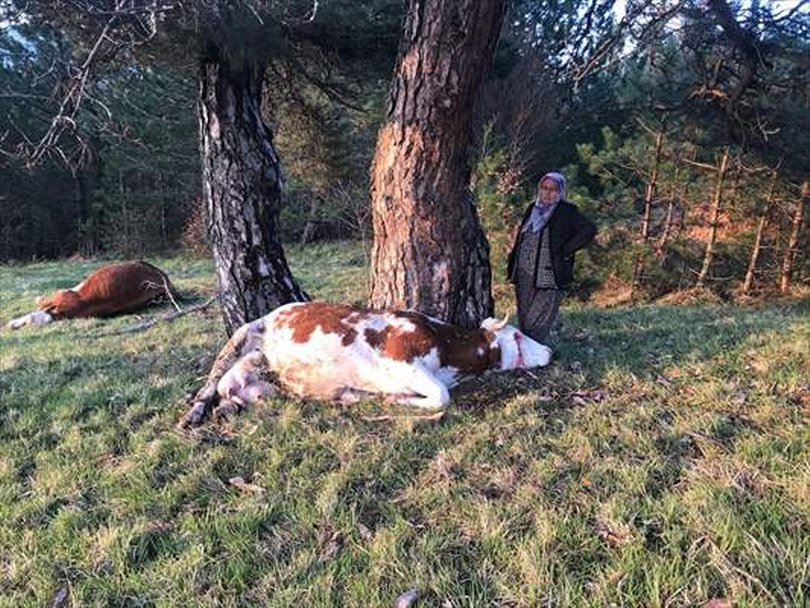 Bolu’da yıldırım isabet eden 2 inek öldü