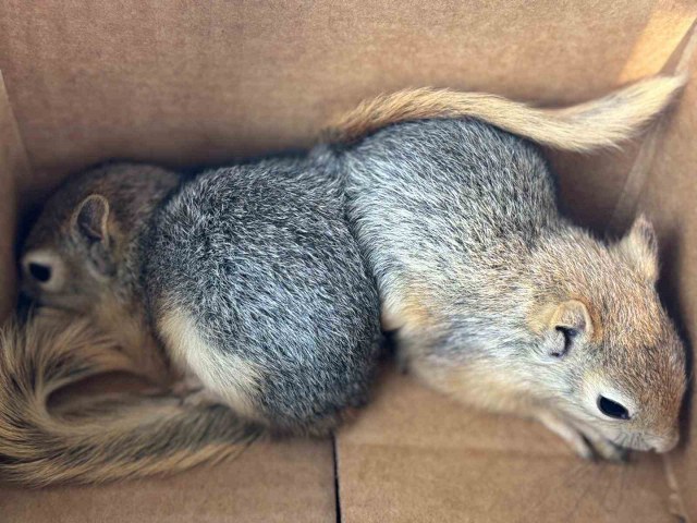 Sincapları satmaya çalışan şahsa 30 bin TL ceza