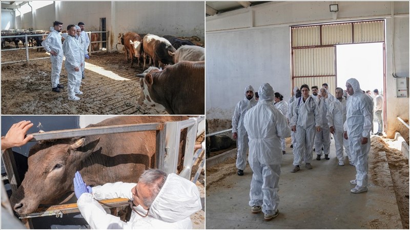 Diyarbakır’da oluşturulan gezici klinikle besi ve kümes hayvanlarına mobil hizmet