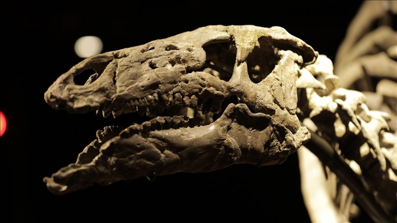 İskoçya’nın Skye Adası’ndaki etçil ve otçul dinozorların aynı su kaynaklarını kullandığı keşfedildi