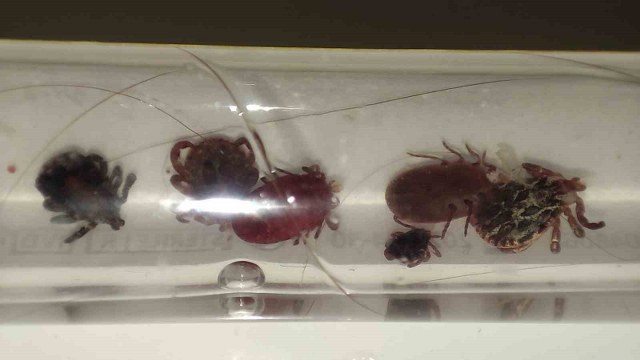 Yozgat’ta kene alarmı, uzmanı uyardı