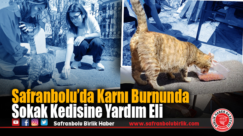 Safranbolu’da Karnı Burnunda Sokak Kedisine Yardım Eli