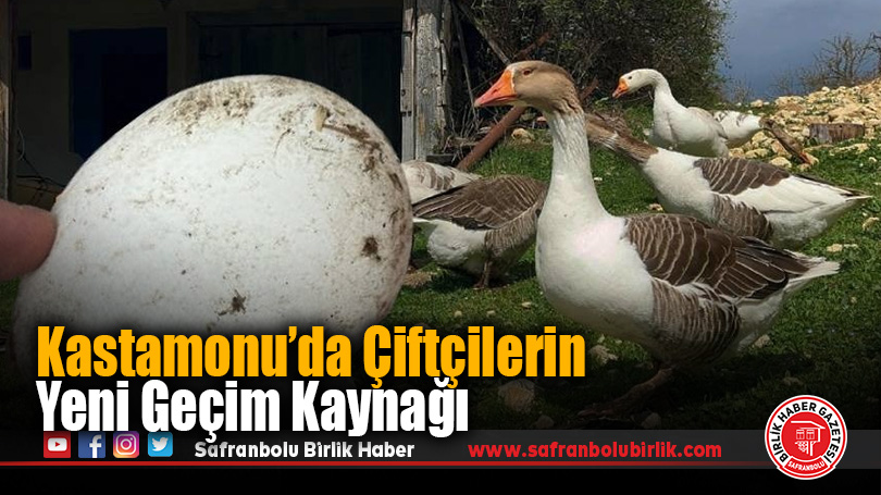Kastamonu’da Kaz Yumurtası Çiftçilerin Yeni Geçim Kaynağı Oldu