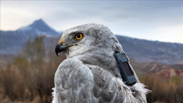 Iğdır’da bozkır delicesinden şahine 13 kuş uydu vericisiyle takibe alındı