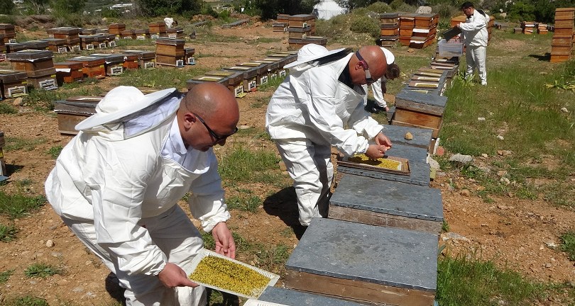 Bahar meyvesini verdi: Şifa deposu polende hasat başladı