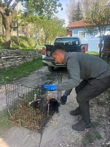 Bolu’da yaralı bulunan leylek tedaviye alındı