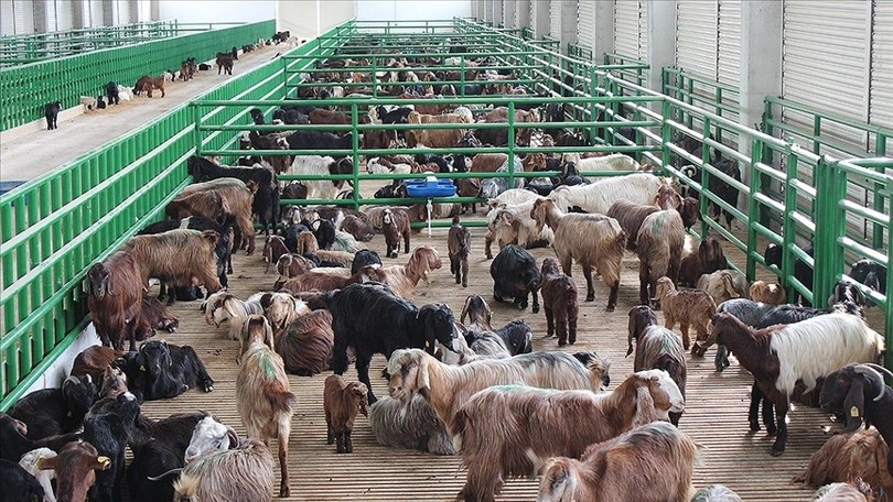 İkinci dönem büyük ve küçükbaş hayvancılık destekleme başvuruları bugün başlıyor
