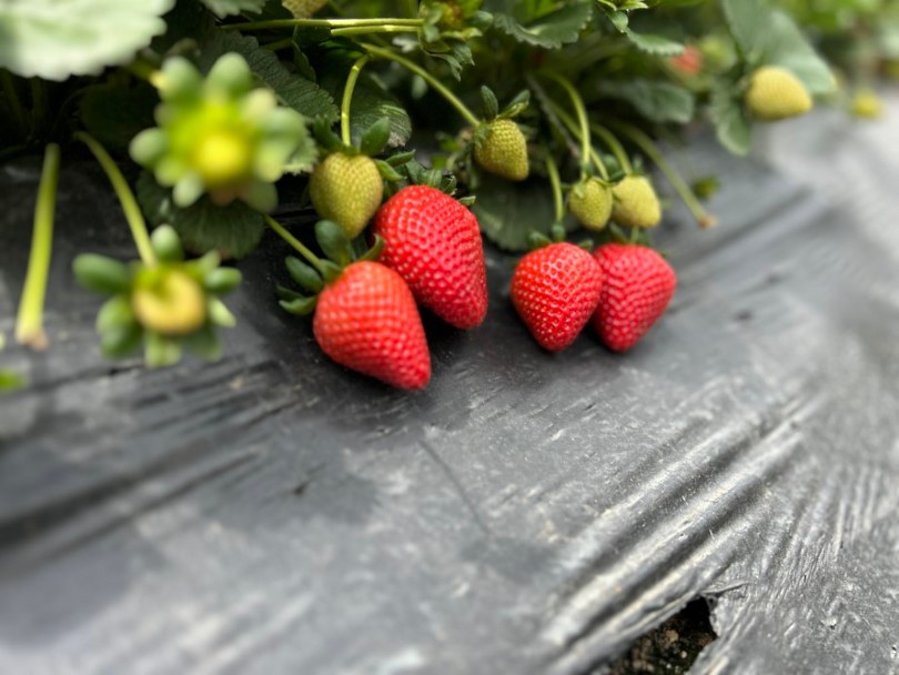 Zirai dondan ateş yakarak kurtardığı çileğin hasadına başladı