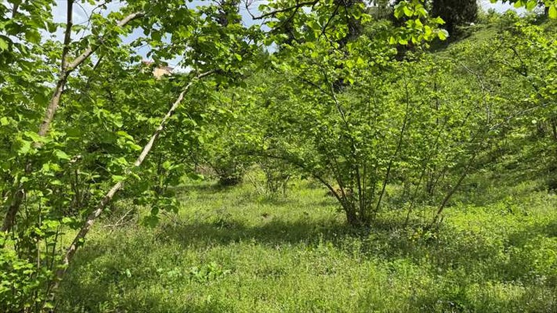 Orta ve Doğu Karadeniz’deki fındık üreticilerinin yeni sezon mesaisi başladı