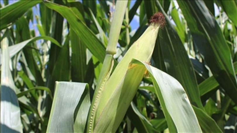 Yem sanayicilerinden mısırda yeni tarife kontenjanı talebi