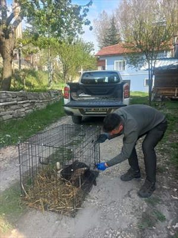 Bolu’da tedavisi tamamlanan 15 yaban hayvanı doğaya salındı