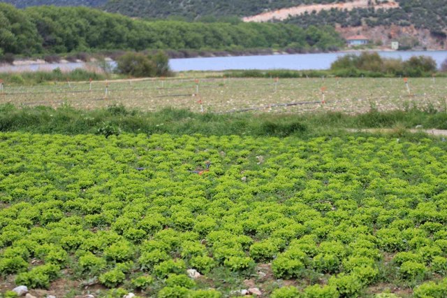 Bursa’da göl havzasındaki “yasa dışı” tarıma ilişkin DSİ’den açıklama