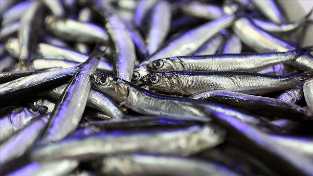 Türkiye hamsi ihracatından 4 ayda 4,7 milyon dolar kazandı