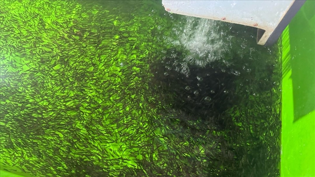 Erzincan’da su ürünlerinde üretim kapasitesi her geçen gün artıyor