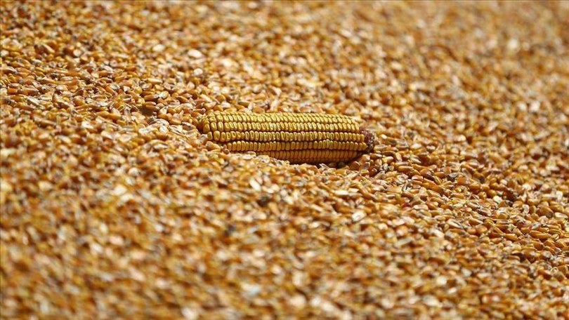 Mısır ithalatında 1 milyon tonluk tarife kontenjanı açıldı