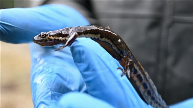 Düzce’de korumaya alınan semender türleri takip altında