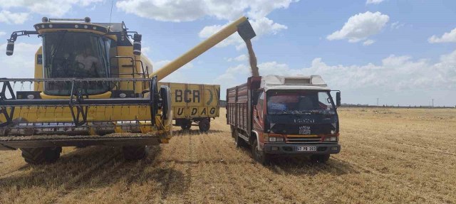 Mardin’de yılın ilk buğdayı tonu 17 bin liradan satıldı