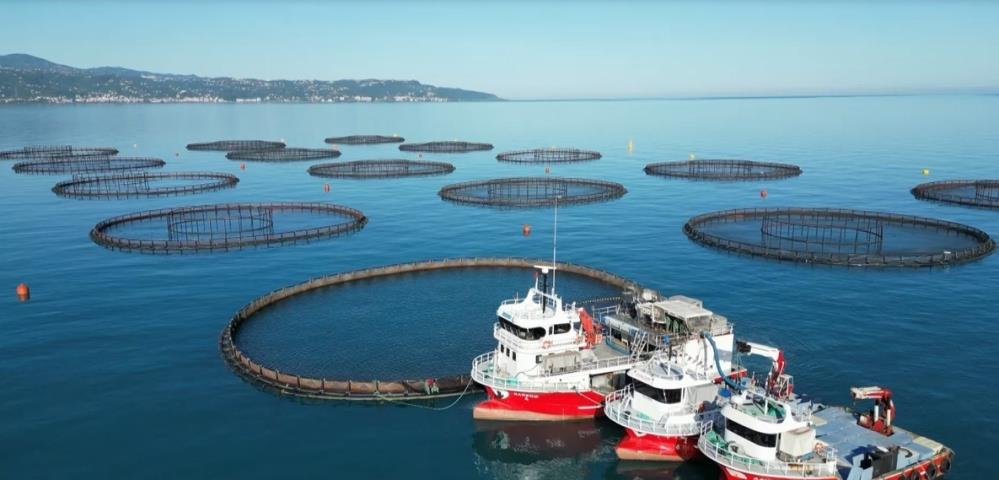 Somon hasadı başladı