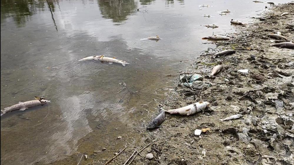 Elektrik akımıyla avlanan şahıslar onlarca balığı telef etti