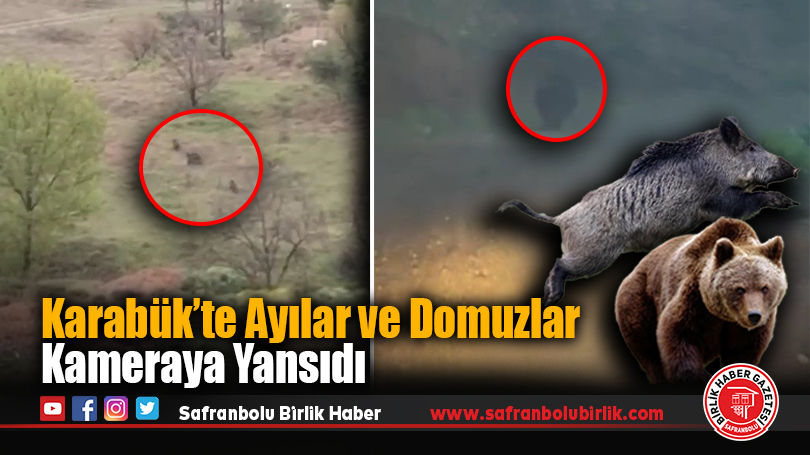 Karabük’te Ayılar ve Domuzlar Kameraya Yansıdı