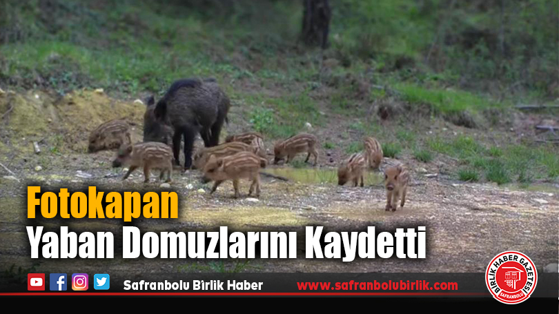 Fotokapan Yaban Domuzlarını Kaydetti