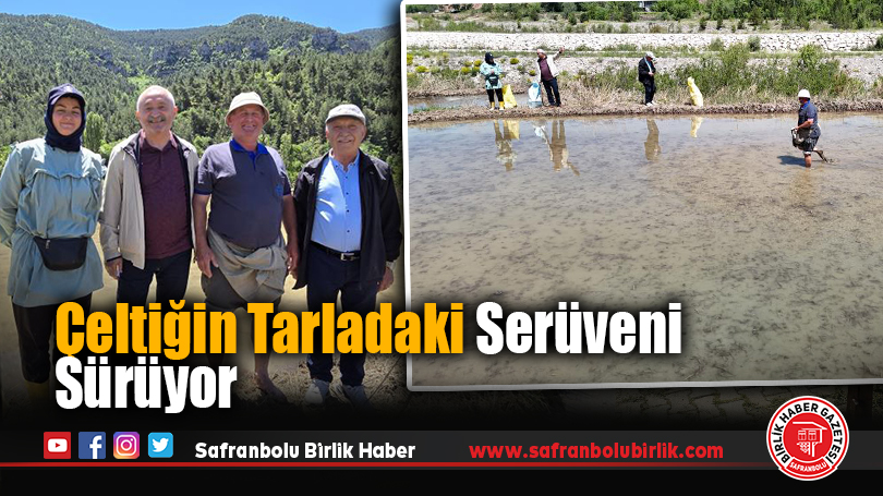 Çeltiğin Tarladaki Serüveni Sürüyor