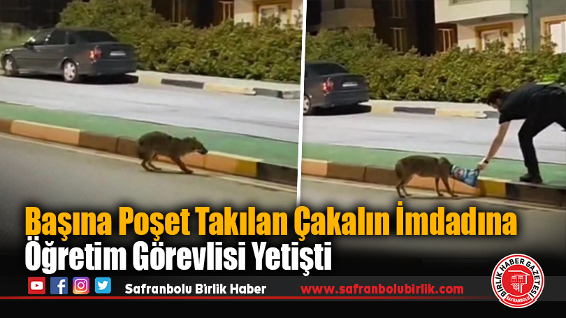 Başına Poşet Takılan Çakalın İmdadına Öğretim Görevlisi Yetişti