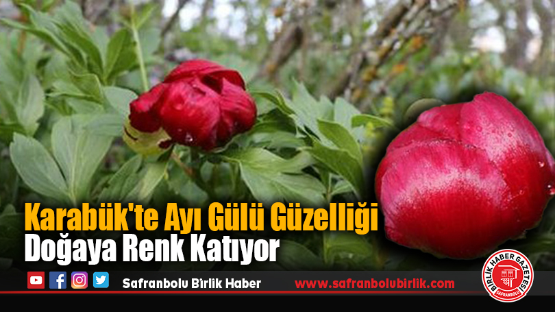 Karabük’te Ayı Gülü Güzelliği Doğaya Renk Katıyor