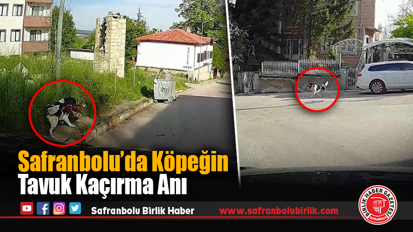 Safranbolu’da Köpeğin Tavuk Kaçırma Anı